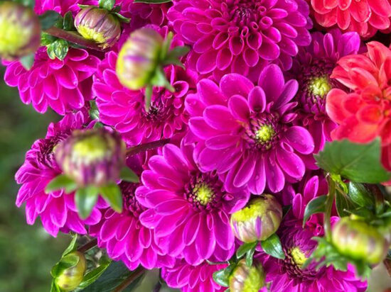 Dālija 'Purple Fox'